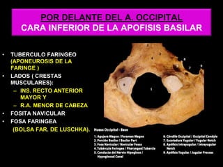 POR DELANTE DEL A. OCCIPITAL
CARA INFERIOR DE LA APOFISIS BASILAR
• TUBERCULO FARINGEO
(APONEUROSIS DE LA
FARINGE )
• LADOS ( CRESTAS
MUSCULARES):
– INS. RECTO ANTERIOR
MAYOR Y
– R.A. MENOR DE CABEZA
• FOSITA NAVICULAR
• FOSA FARINGEA
(BOLSA FAR. DE LUSCHKA).
 