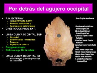 Por detrás del agujero occipital
• P.O. EXTERNA :
– ( LIG CERVICAL POST)
– Musculo occipitales y
– Aponeurosis epicraneana
• CRESTA OCCIPITAL EXT.
• LINEA CURVA OCCIPITAL SUP
– Occipital
– Esternocleido - mastoideo
– Trapecio
– Esplenio de cabeza
• Complexo mayor
• Oblicuo sup. De la cabez
• LINEA CURVA OCCIPITAL INF
– Recto mayor y menor posterior
de la cabeza
 