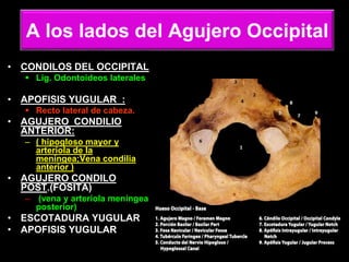 A los lados del Agujero Occipital
• CONDILOS DEL OCCIPITAL
 Lig. Odontoideos laterales
• APOFISIS YUGULAR :
 Recto lateral de cabeza.
• AGUJERO CONDILIO
ANTERIOR:
– ( hipogloso mayor y
arteriola de la
meníngea;Vena condilia
anterior )
• AGUJERO CONDILO
POST.(FOSITA)
– (vena y arteriola meníngea
posterior)
• ESCOTADURA YUGULAR
• APOFISIS YUGULAR
 