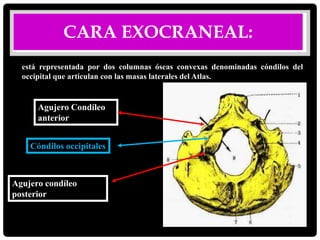 CARA EXOCRANEAL:
está representada por dos columnas óseas convexas denominadas cóndilos del
occipital que articulan con las masas laterales del Atlas.
Agujero condíleo
posterior
Cóndilos occipitales
Agujero Condíleo
anterior
 