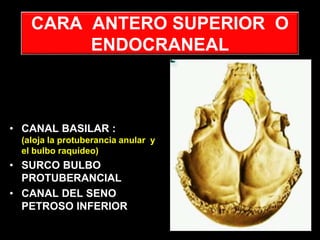 CARA ANTERO SUPERIOR O
ENDOCRANEAL
• CANAL BASILAR :
(aloja la protuberancia anular y
el bulbo raquídeo)
• SURCO BULBO
PROTUBERANCIAL
• CANAL DEL SENO
PETROSO INFERIOR
 