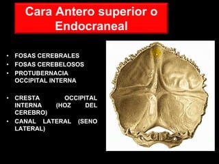Cara Antero superior o
Endocraneal
• FOSAS CEREBRALES
• FOSAS CEREBELOSOS
• PROTUBERNACIA
OCCIPITAL INTERNA
• CRESTA OCCIPITAL
INTERNA (HOZ DEL
CEREBRO)
• CANAL LATERAL (SENO
LATERAL)
 