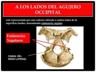 está representada por una saliente ubicada a ambos lados de la
superficie basilar, denominada eminencia yugular.
Eminencias
Yugulares
CANAL DEL
SENO LATERAL
A LOS LADOS DEL AGUJERO
OCCIPITAL
 