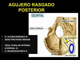 AGUJERO RASGADO
POSTERIOR
• N. GLOSOFARINGEO IX
• SENO PRETROSO MENOR
• VENA YUGULAR INTERNA
• N.ESPINAL XI
• N. NEUMOGASTRICO X
 
