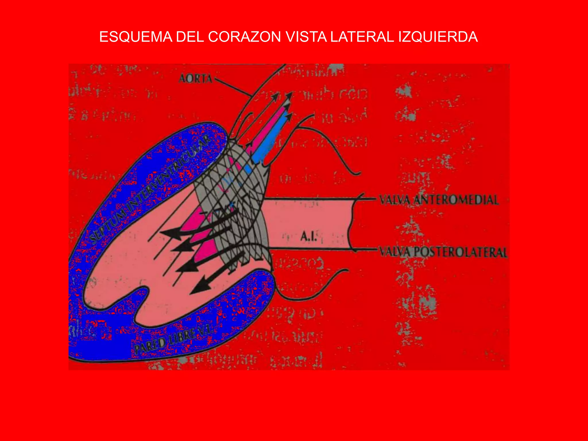 ANATOMIA CLINICA DEL CORAZÓN. | PPT