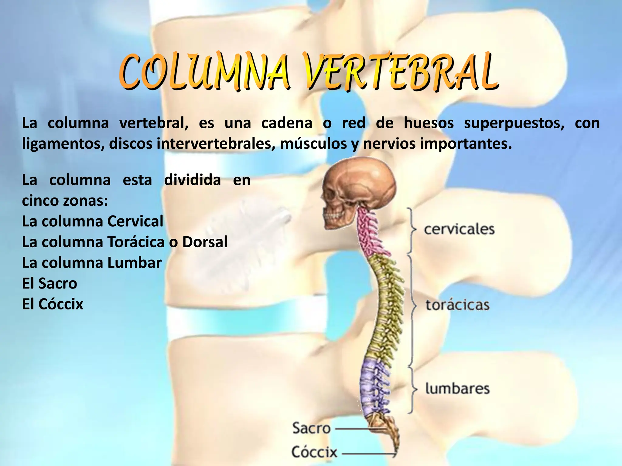 Columnna Anatomia RESUMEN DE LA Columna VERTEBRAL.pdf