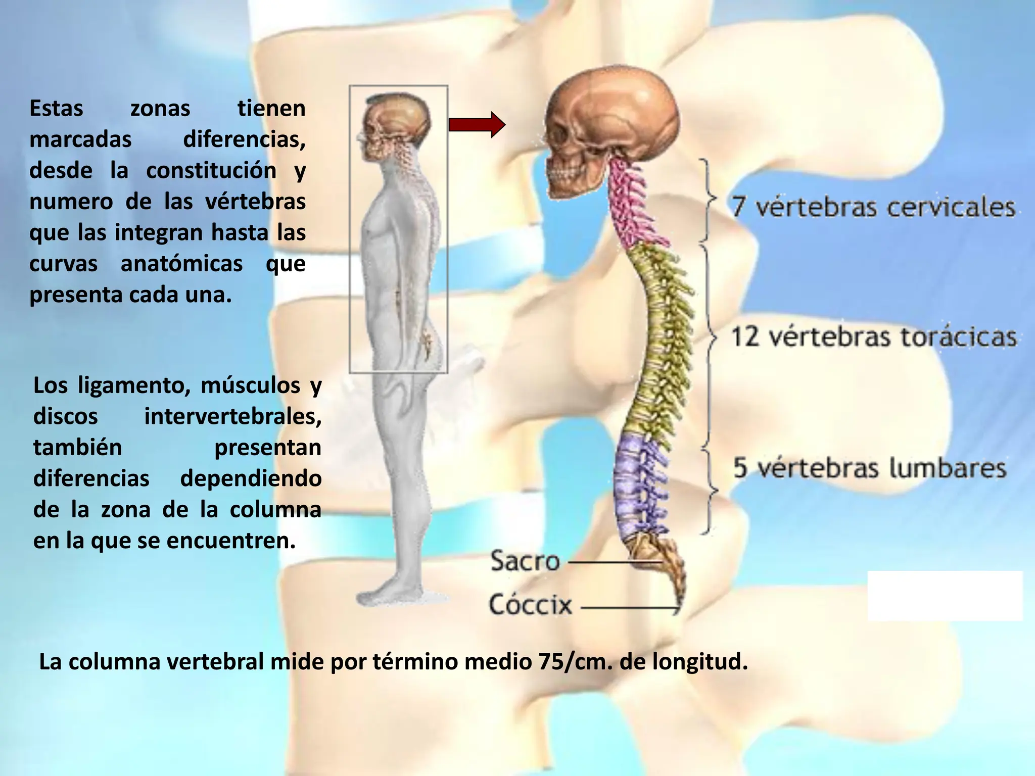 Columnna Anatomia RESUMEN DE LA Columna VERTEBRAL.pdf