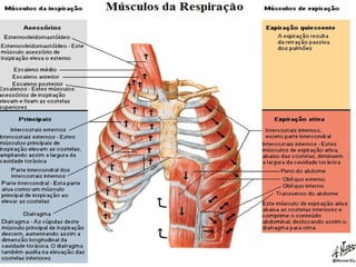 Anatomia coluna cervical