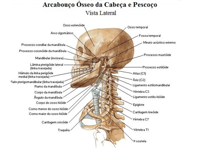 download Study Guide