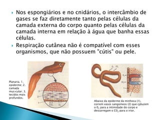 Nos espongiários e no cnidários, o intercâmbio de gases se faz diretamente tanto pelas células da camada externa do corpo quanto pelas células da camada interna em relação à água que banha essas células.Respiração cutânea não é compatível com esses organismos, que não possuem "cútis" ou pele.Planaria. 1. epiderme; 2. camada mus­cular; 3. tecidos mais profundos.Abaixo da epiderme da minhoca (1), correm vasos sangüíneos (2) que cjduzemo 02 para a intimidade do corpo e descarregam o C02 para o irior.	