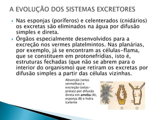 Nas esponjas (poríferos) e celenterados (cnidários) os excretas são eliminados na água por difusão simples e direta.Órgãos especialmente desenvolvidos para a excreção nos vermes platelmintos. Nas planárias, por exemplo, já se encontram as células-flama, que se constituem em protonefrídias, isto é, estruturas fechadas (que não se abrem para o interior do organismo) que retiram os excretas por difusão simples a partir das células vizinhas.A EVOLUÇÃO DOS SISTEMAS EXCRETORESAbsorção (setas vermelhas) e excreção (setas- pretas) por difusão direta em ameba (A), esponja (B) e hidra (celente