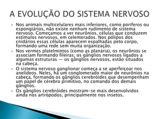 Nos animais multicelulares mais inferiores, como poriferosou espongiários, não existe nenhum rudimento de sistema nervoso. Começamos a ver neurônios, células que conduzem estímulos nervosos, em celenterados. Nos pólipos dos cnidários essas células aparecem espalhadas peto corpo, formando uma rede sem muita organização.Nos vermes platelmintos (como as planária), os neurônios se associam formando fileiras; os gânglios nervosos ligados a algumas estruturas — os gânglios nervosos, estão situados na cabeça.O sistema nervoso ganglionar começa a se aperfeiçoar nos anelídeos. Neles, há um conglomerado maior de neurônios na cabeça, formando os gânglios cerebróides que desempenham um papel de cérebro primitivo, no comando dos demais gânglios.Os gânglios cerebróides mostram-se mais desenvolvidos ainda nos artrópodos, principalmente nos insetos.A EVOLUÇÃO DO SISTEMA NERVOSO