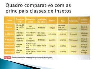 Quadro comparativo com as principais classes de insetos