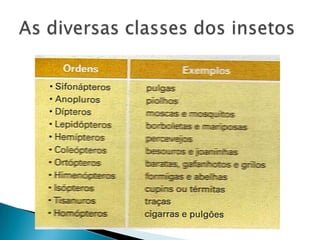 As diversas classes dos insetos