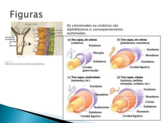 FigurasOs celenterados ou cnidários são diploblásticos e, conseqüentemente, acelomados.