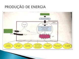 PRODUÇÃO DE ENERGIA