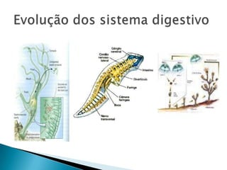 Evolução dos sistema digestivo