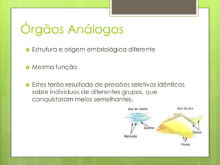 Órgãos Análogos


Estrutura e origem embriológica diferente



Mesma função



Estes terão resultado de pressões seletivas idênticas
sobre indivíduos de diferentes grupos, que
conquistaram meios semelhantes.

 