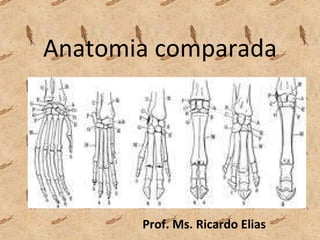 Anatomia comparada Prof. Ms. Ricardo Elias 