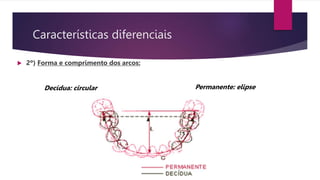 Características diferenciais
 2º) Forma e comprimento dos arcos:
Decídua: circular Permanente: elipse
 