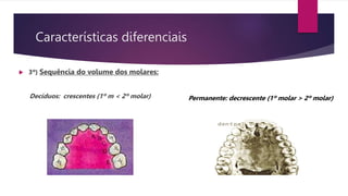 Características diferenciais
 3º) Sequência do volume dos molares:
Decíduos: crescentes (1º m < 2º molar) Permanente: decrescente (1º molar > 2º molar)
 