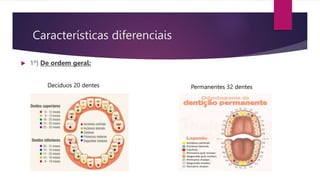 Características diferenciais
 1º) De ordem geral:
Decíduos 20 dentes Permanentes 32 dentes
 