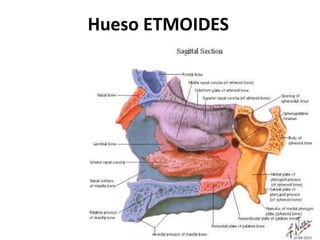 Hueso ETMOIDES
 