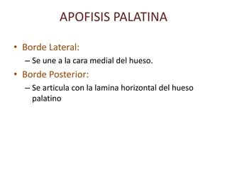 APOFISIS PALATINA
• Borde Lateral:
– Se une a la cara medial del hueso.
• Borde Posterior:
– Se articula con la lamina horizontal del hueso
palatino
 