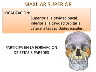 MAXILAR SUPERIOR
LOCALIZACION:
Superior a la cavidad bucal.
Inferior a la cavidad orbitaria.
Lateral a las cavidades nasales.
PARTICIPA EN LA FORMACION
DE ESTAS 3 PAREDES
 