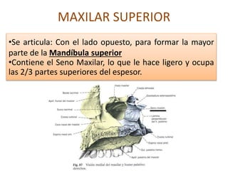 MAXILAR SUPERIOR
•Se articula: Con el lado opuesto, para formar la mayor
parte de la Mandíbula superior
•Contiene el Seno Maxilar, lo que le hace ligero y ocupa
las 2/3 partes superiores del espesor.
 