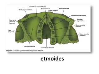 etmoides
 