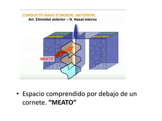 • Espacio comprendido por debajo de un
cornete. “MEATO”
 