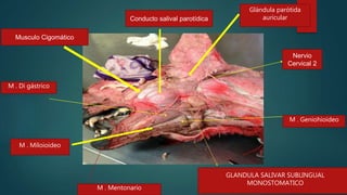 Conducto salival parotídica
GLANDULA SALIVAR SUBLINGUAL
MONOSTOMATICO
Musculo Cigomático
Nervio
Cervical 2
Glándula parótida
auricular
M . Miloioideo
M . Mentonario
M . Di gástrico
M . Geniohioideo
 