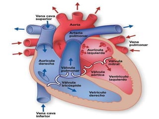 Anatomia corazon