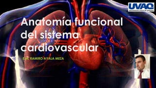 Anatomía funcional
del sistema
cardiovascular
E.M. RAMIRO AYALA MEZA
 