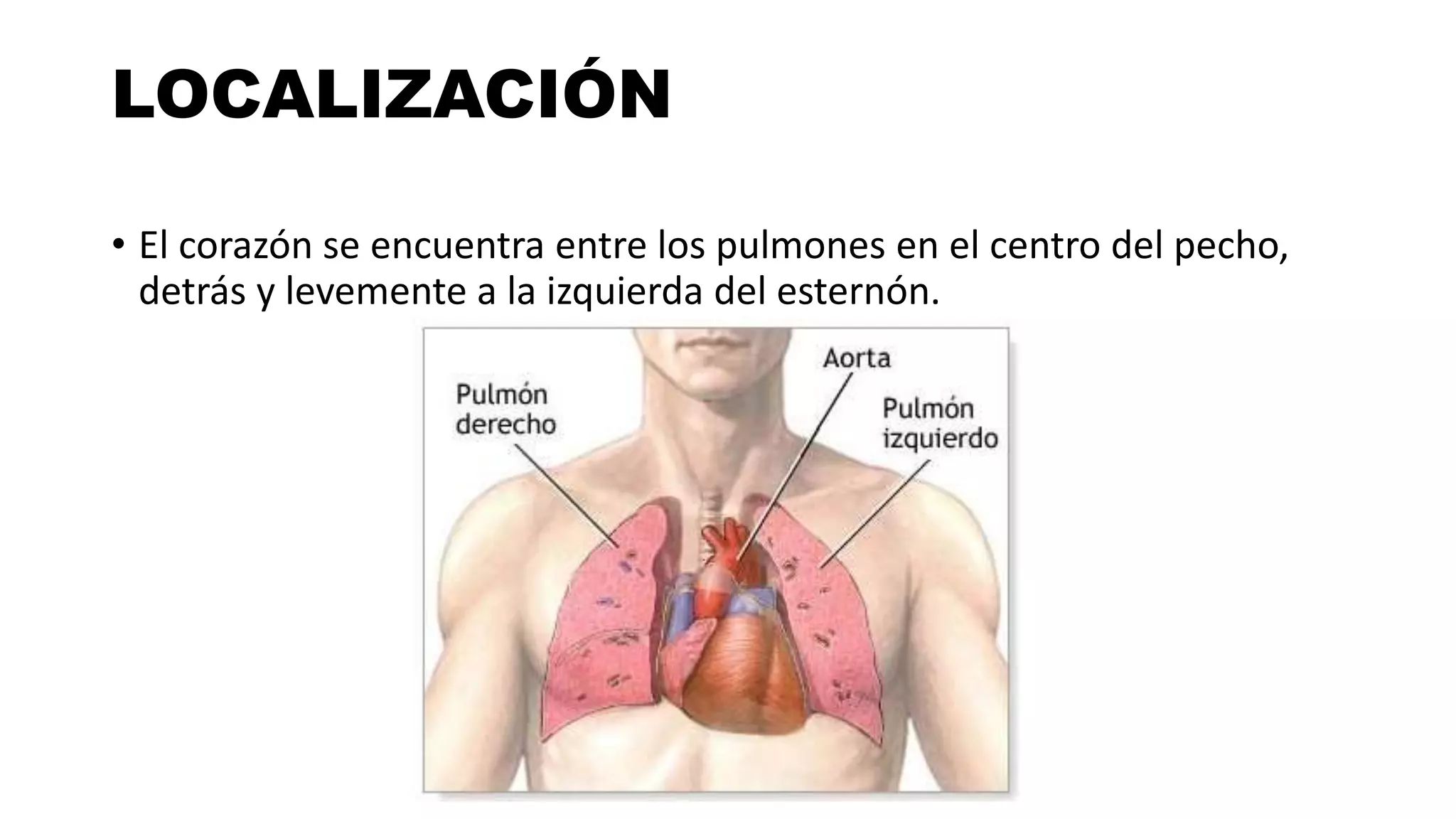 Anatomía del corazón | PPTX
