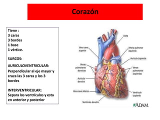 Corazón
Tiene :
3 caras
3 bordes
1 base
1 vértice.
SURCOS:
AURICULOVENTRICULAR:
Perpendicular al eje mayor y
cruza las 3 caras y los 3
bordes
INTERVENTRICULAR:
Separa los ventrículos y esta
en anterior y posterior
 