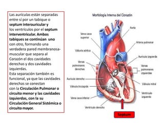 Las aurículas están separadas
entre sí por un tabique o
septum interauricular y
los ventrículos por el septum
interventricular. Ambos
tabiques se continúan uno
con otro, formando una
verdadera pared membranosa-
muscular que separa al
Corazón el dos cavidades
derechas y dos cavidades
izquierdas.
Esta separación también es
funcional, ya que las cavidades
derechas se conectan
con la Circulación Pulmonar o
circuito menor y las cavidades
izquierdas, con la su
Circulación General Sistémica o
circuito mayor.
Septum
 