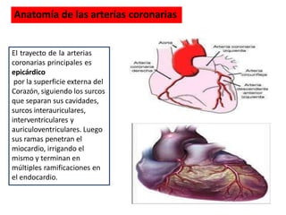 El trayecto de la arterias
coronarias principales es
epicárdico
por la superficie externa del
Corazón, siguiendo los surcos
que separan sus cavidades,
surcos interauriculares,
interventriculares y
auriculoventriculares. Luego
sus ramas penetran el
miocardio, irrigando el
mismo y terminan en
múltiples ramificaciones en
el endocardio.
Anatomía de las arterias coronarias
 