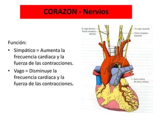 CORAZON - Nervios
Función:
• Simpático = Aumenta la
frecuencia cardiaca y la
fuerza de las contracciones.
• Vago = Disminuye la
frecuencia cardiaca y la
fuerza de las contracciones.
 