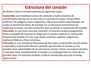 Estructura del corazón
De dentro a fuera el corazón presenta las siguientes capas:
Endocardio, una membrana serosa de endotelio y tejido conectivo de
revestimiento interno, con la cual entra en contacto la sangre. Incluye fibras
elásticas y de colágeno, vasos sanguíneos y fibras musculares especializadas, las
cuales se denominan Fibras de Purkinje. En su estructura encontramos las
trabéculas carnosas, que dan resistencia para aumentar la contracción del corazón.
Miocardio, es una masa muscular contráctil. El músculo cardíaco propiamente
dicho; encargado de impulsar la sangre por el cuerpo mediante su contracción.
Encontramos también en esta capa tejido conectivo, capilares sanguíneos,
capilares linfáticos y fibras nerviosas.
Pericardio es una membrana fibroserosa de dos capas, el pericardio visceral seroso
o epicardio y el pericardio fibroso o parietal, que envuelve al corazón y a los
grandes vasos separándolos de las estructuras vecinas. Forma una especie de bolsa
o saco que cubre completamente al corazón y se prolonga hasta las raíces de los
grandes vasos. En conjunto recubren a todo el corazón para que este no tenga
alguna lesión
 