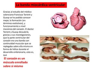 Gracias al estudio del médico
valenciano Francisco Torrent y
Guasp se ha podido conocer
mejor, la formación (en
términos evolutivos), y
funcionamiento a nivel
mecánico del corazón. El doctor
Torrent y Guasp descubrió,
gracias a sus investigaciones,
que la parte ventricular del
corazón era una banda con
continuidad muscular que se
replegaba sobre ella misma en
forma de hélice durante el
desarrollo embrionario, esto es,
que
El corazón es un
músculo enrollado
sobre si mismo
La banda miocárdica ventricular
 