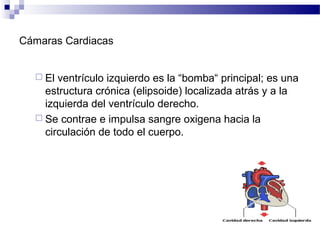 Cámaras Cardiacas
 El ventrículo izquierdo es la “bomba“ principal; es una
estructura crónica (elipsoide) localizada atrás y a la
izquierda del ventrículo derecho.
 Se contrae e impulsa sangre oxigena hacia la
circulación de todo el cuerpo.
 