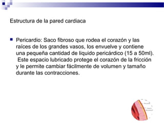 Estructura de la pared cardiaca
 Pericardio: Saco fibroso que rodea el corazón y las
raíces de los grandes vasos, los envuelve y contiene
una pequeña cantidad de liquido pericárdico (15 a 50ml).
Este espacio lubricado protege el corazón de la fricción
y le permite cambiar fácilmente de volumen y tamaño
durante las contracciones.
 