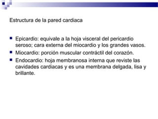 Estructura de la pared cardiaca
 Epicardio: equivale a la hoja visceral del pericardio
seroso; cara externa del miocardio y los grandes vasos.
 Miocardio: porción muscular contráctil del corazón.
 Endocardio: hoja membranosa interna que reviste las
cavidades cardiacas y es una membrana delgada, lisa y
brillante.
 