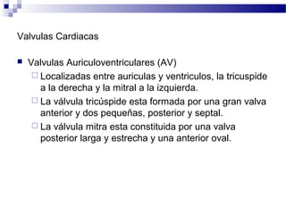 Valvulas Cardiacas
 Valvulas Auriculoventriculares (AV)
 Localizadas entre auriculas y ventriculos, la tricuspide
a la derecha y la mitral a la izquierda.
 La válvula tricúspide esta formada por una gran valva
anterior y dos pequeñas, posterior y septal.
 La válvula mitra esta constituida por una valva
posterior larga y estrecha y una anterior oval.
 