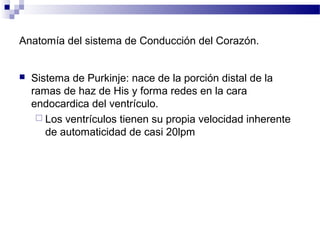 Anatomía del sistema de Conducción del Corazón.
 Sistema de Purkinje: nace de la porción distal de la
ramas de haz de His y forma redes en la cara
endocardica del ventrículo.
 Los ventrículos tienen su propia velocidad inherente
de automaticidad de casi 20lpm
 