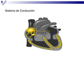 Sistema de Conducción
 