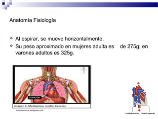 Anatomía Fisiología
 Al espirar, se mueve horizontalmente.
 Su peso aproximado en mujeres adulta es de 275g; en
varones adultos es 325g.
Verodurancruz.wordpress.com
 