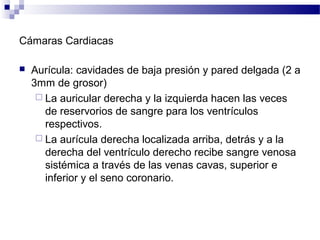 Cámaras Cardiacas
 Aurícula: cavidades de baja presión y pared delgada (2 a
3mm de grosor)
 La auricular derecha y la izquierda hacen las veces
de reservorios de sangre para los ventrículos
respectivos.
 La aurícula derecha localizada arriba, detrás y a la
derecha del ventrículo derecho recibe sangre venosa
sistémica a través de las venas cavas, superior e
inferior y el seno coronario.
 